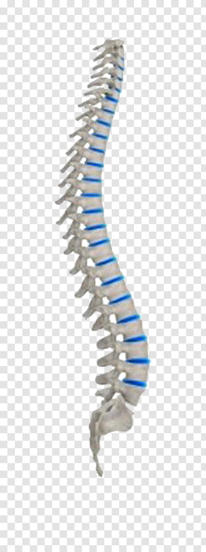 Vertebral Column Neutral Spine Spinal Cord Human Body Nervous System Transparent PNG