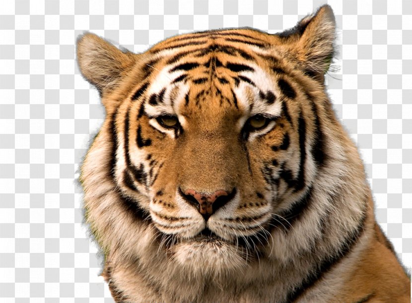 Bengal Tiger Siberian Golden South China Cat - Mammal - Transparent Background Transparent PNG