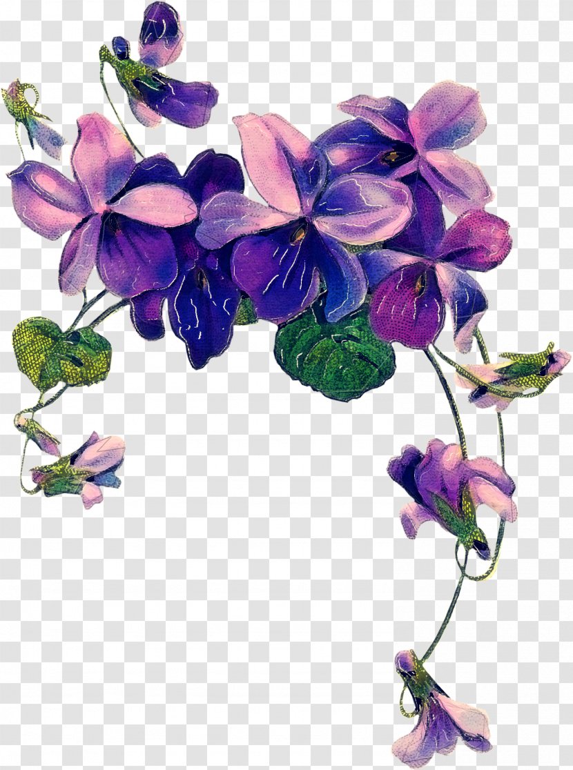 Sweet Pea Flower - Cut Flowers Morning Glory Transparent PNG