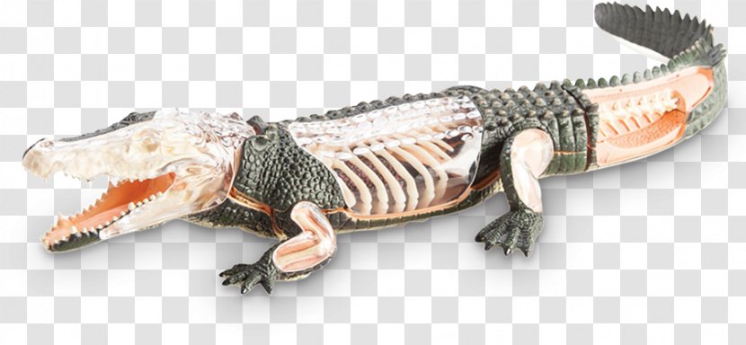 Alligator Crocodile Lizard Terrestrial Animal Transparent PNG