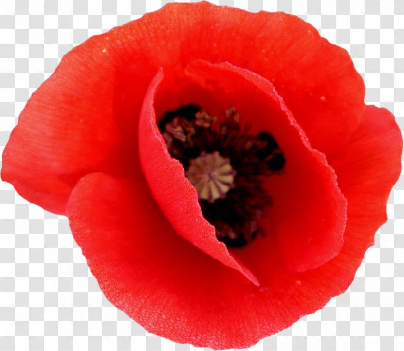 Remembrance Poppy And Reconciliation Day Common Clip Art - In Flanders Fields - мак Transparent PNG