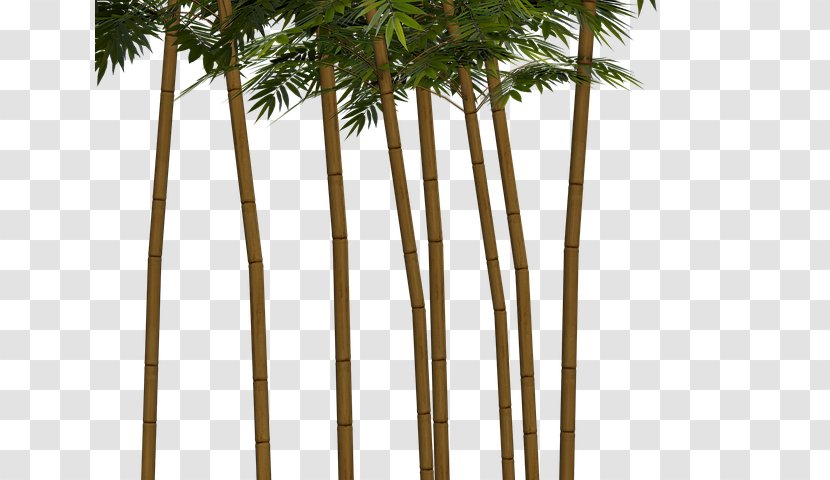 Tropical Woody Bamboos Asian Palmyra Palm Plant Bambu Kuning - Dendrocalamus Transparent PNG