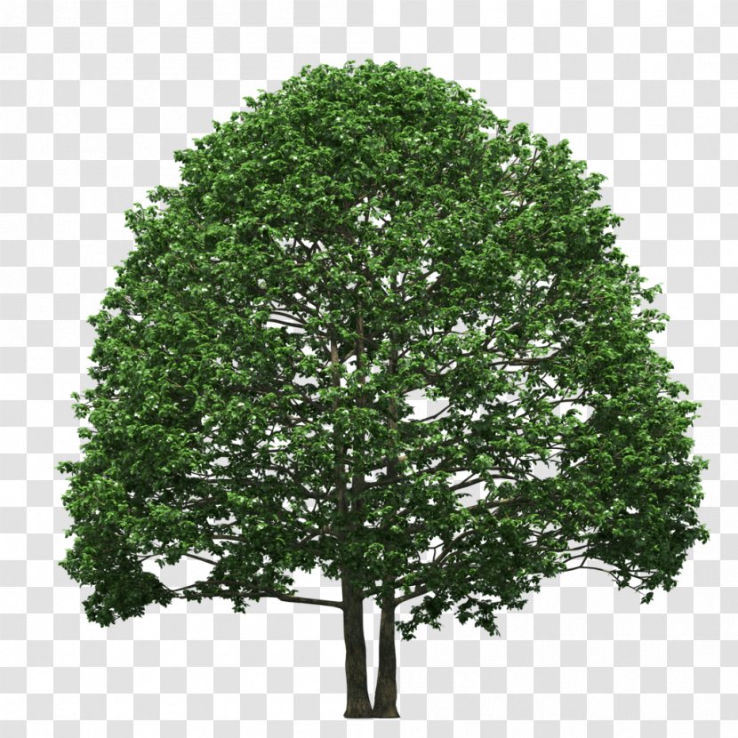 Pine Fir Tree Spruce Conifers - Plant - Arbol Flyer Transparent PNG