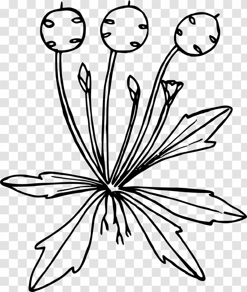 Drawing Line Art - Flower - Safflower Clipart Transparent PNG