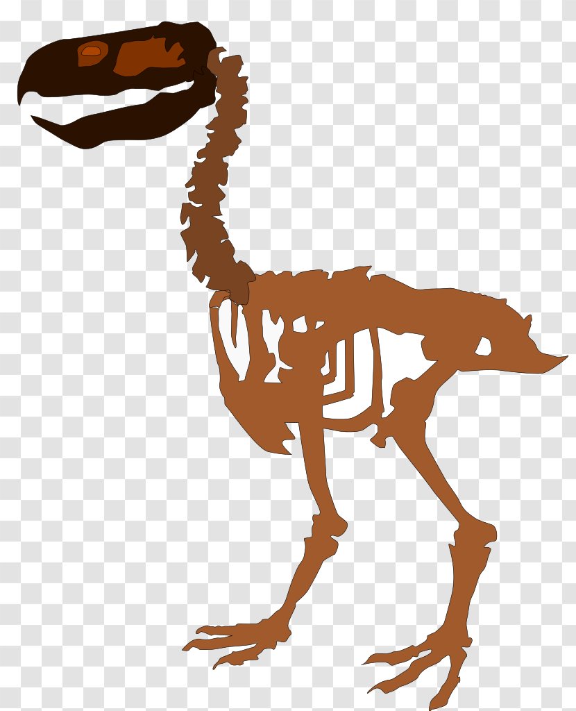 Velociraptor Extinction Paraphysornis Bird Phorusrhacos - Skeleton Transparent PNG