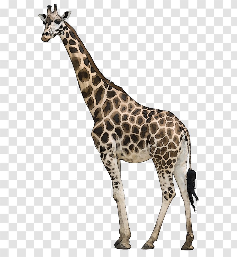 Neck Pain Giraffe Stock Photography - Fauna Transparent PNG