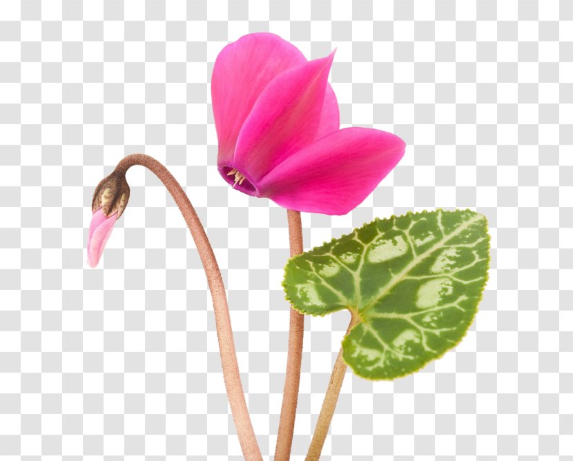 Flower Cyclamen Purpurascens Plants Leaf Transparent PNG