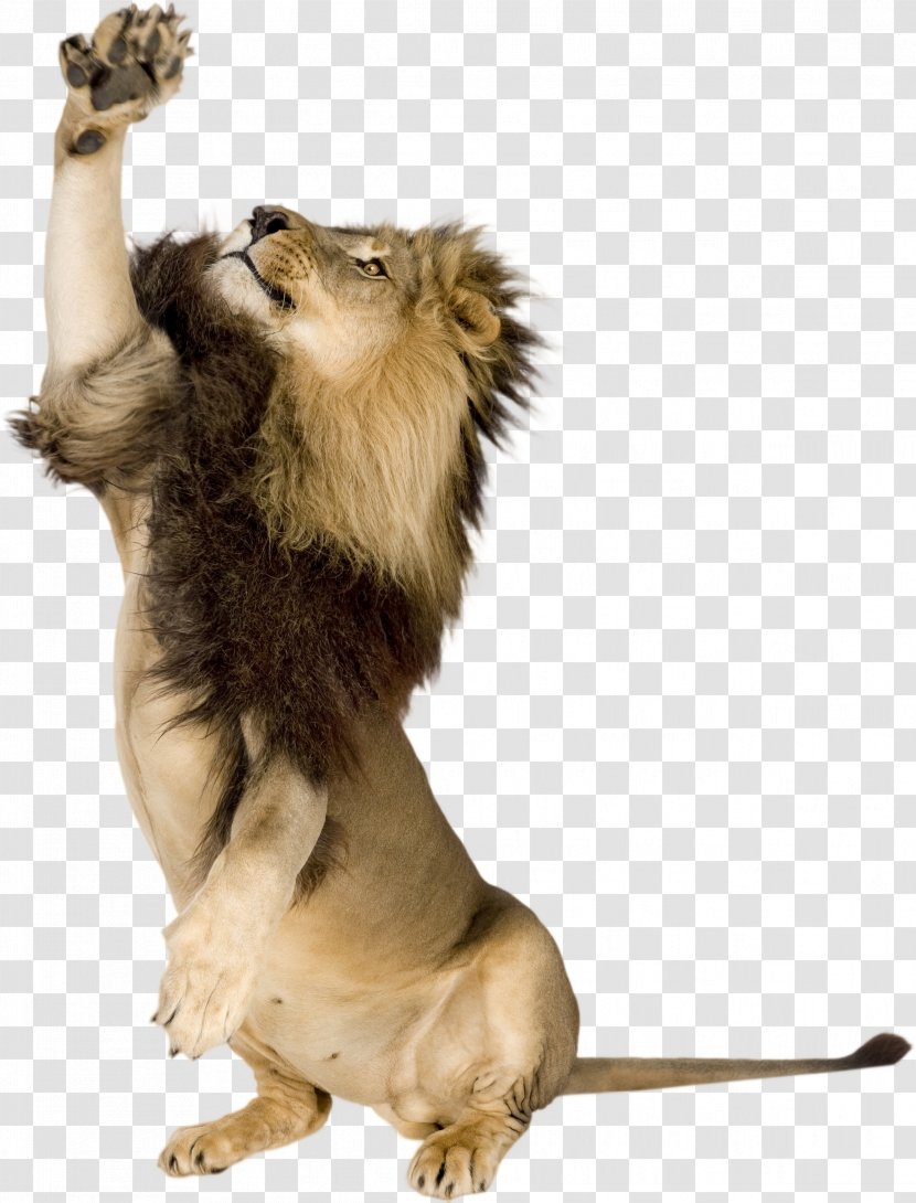 Lion Tiger Stock Photography Royalty-free Transparent PNG