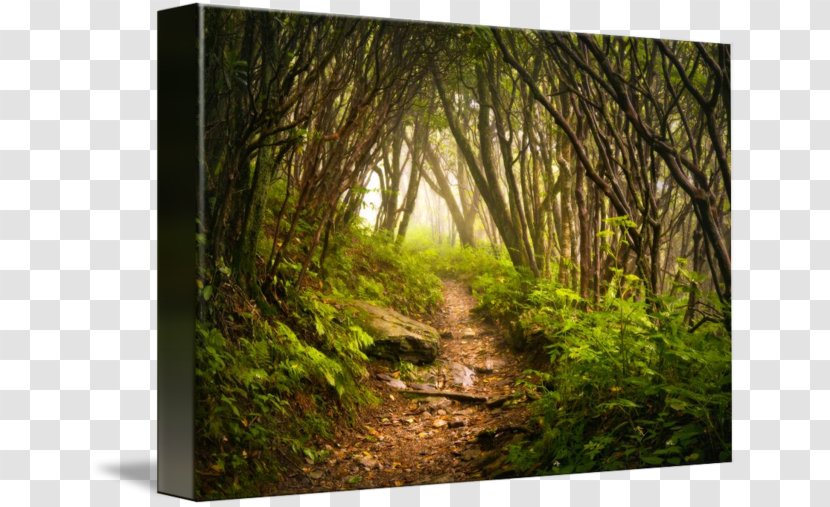 Appalachian National Scenic Trail Springer Mountain Blue Ridge Parkway Mount Katahdin - Mountaineering Transparent PNG