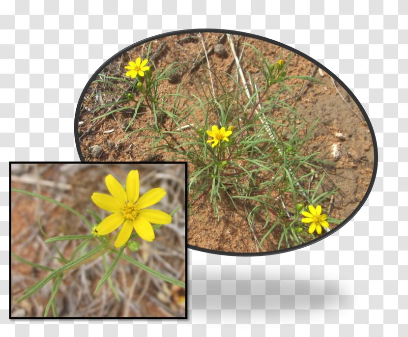 Wildflower Lawn Herb - Flora Transparent PNG