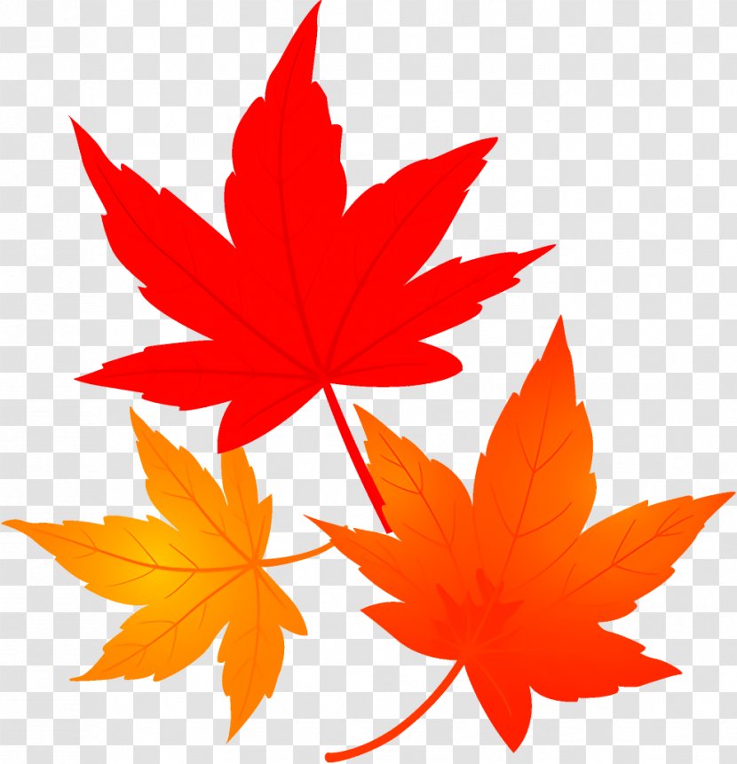 Maple Leaves Autumn Fall - Plant - Sweet Gum Transparent PNG