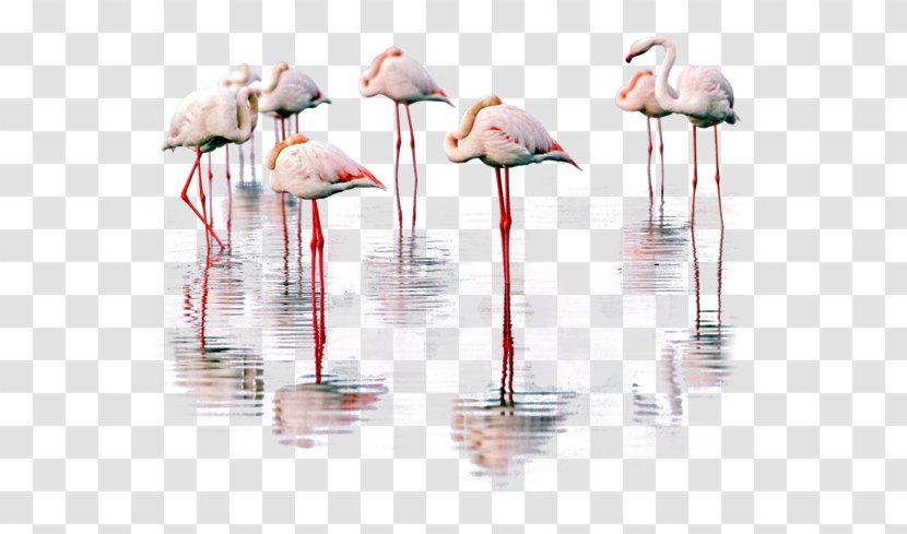 Water Bird Greater Flamingo - Photography Transparent PNG