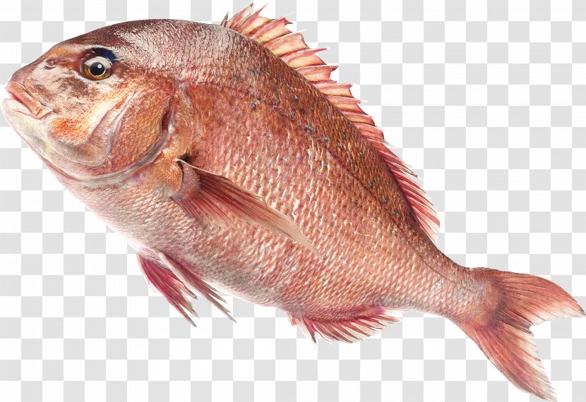 Northern Red Snapper Freshwater Fish Saltwater - Seabream Transparent PNG