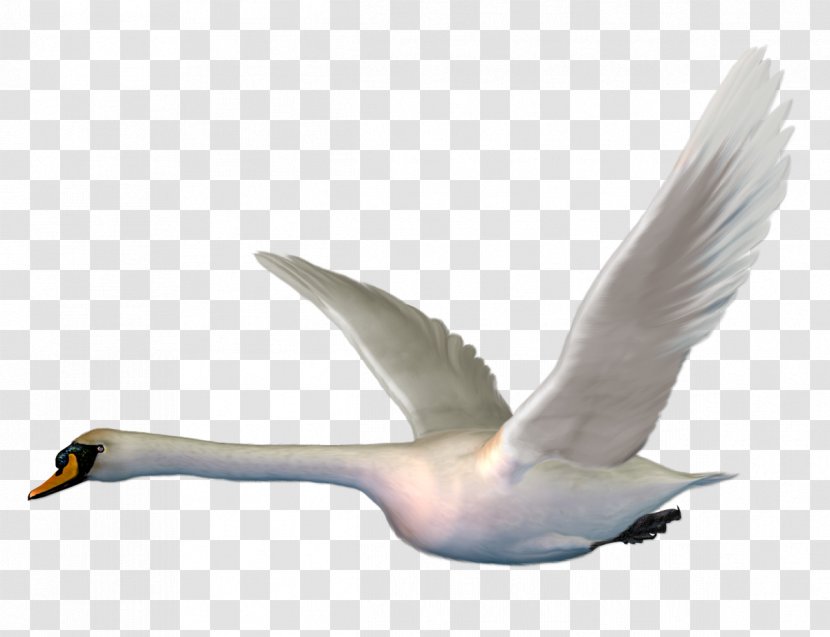 Cygnini Bird Goose Duck The Magic Swan Geese - Albom - Flying White Transparent PNG