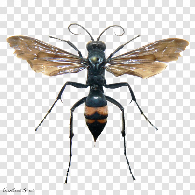 Insect Bee Wasp Sceliphron Curvatum Mud Dauber - Hornet Transparent PNG
