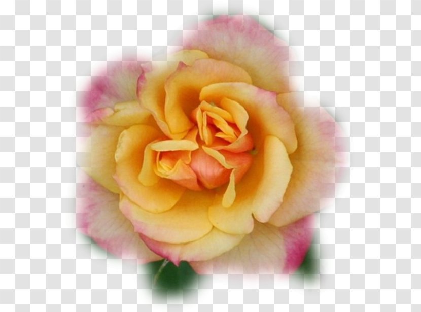 Floribunda Cabbage Rose Garden Roses Cut Flowers Petal - Peach - 666 Transparent PNG