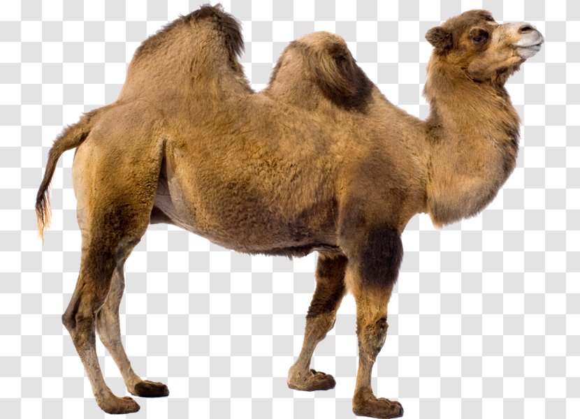 Dromedary Bactrian Camel Baby Camels Clip Art - Mammal Transparent PNG