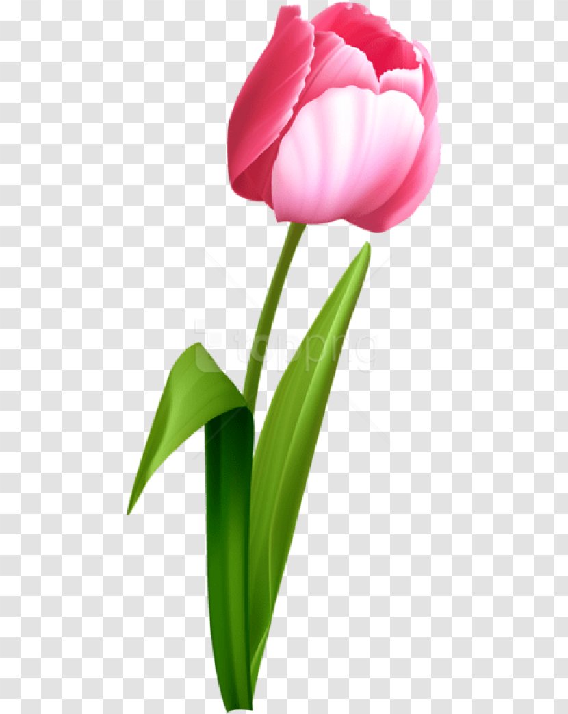 Tulip Pink Flowers Clip Art - Flower Bouquet - Tulips Memorial Day Transparent PNG