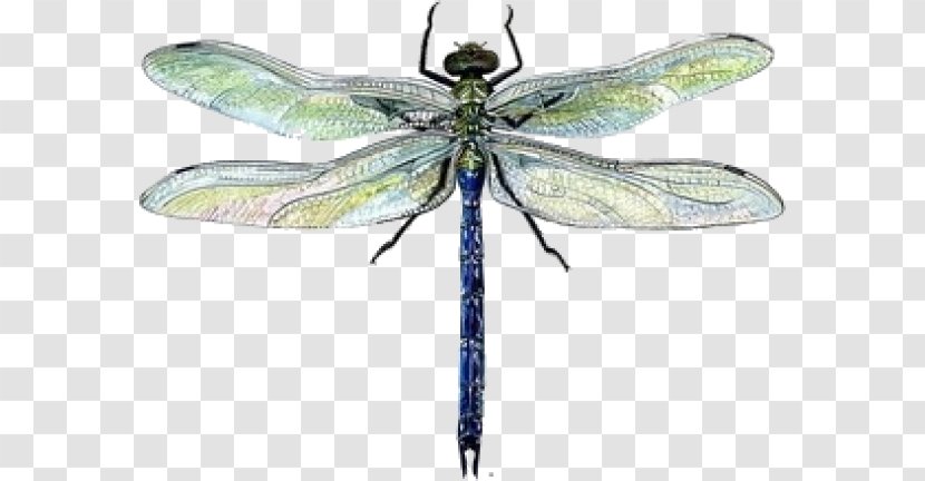 Dragonfly Drawing Watercolor Painting - Fly Transparent PNG