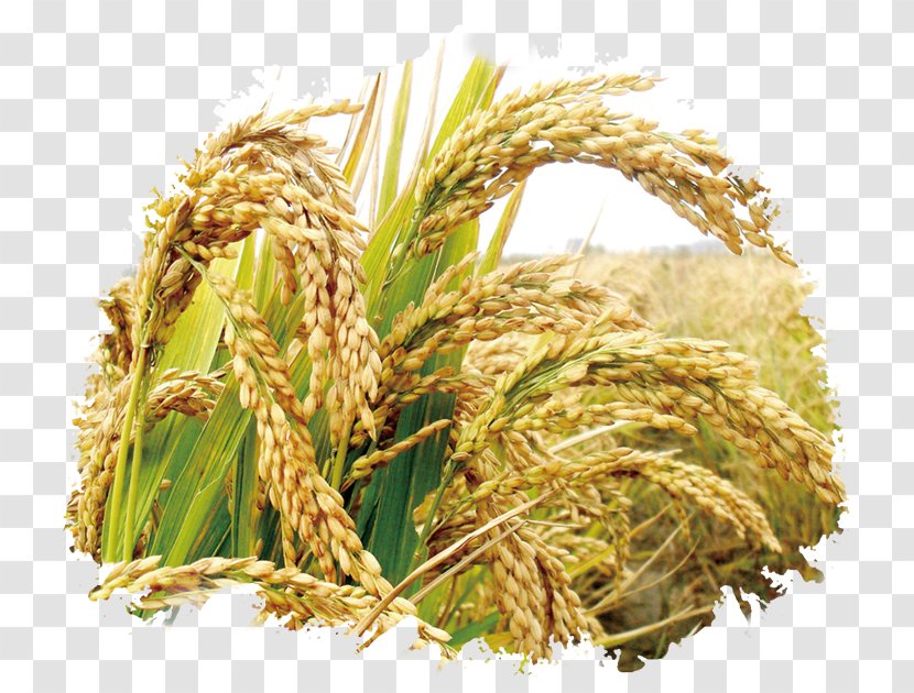 Rice Seed Cereal Germination Wheat - Maize - Publicity Transparent PNG