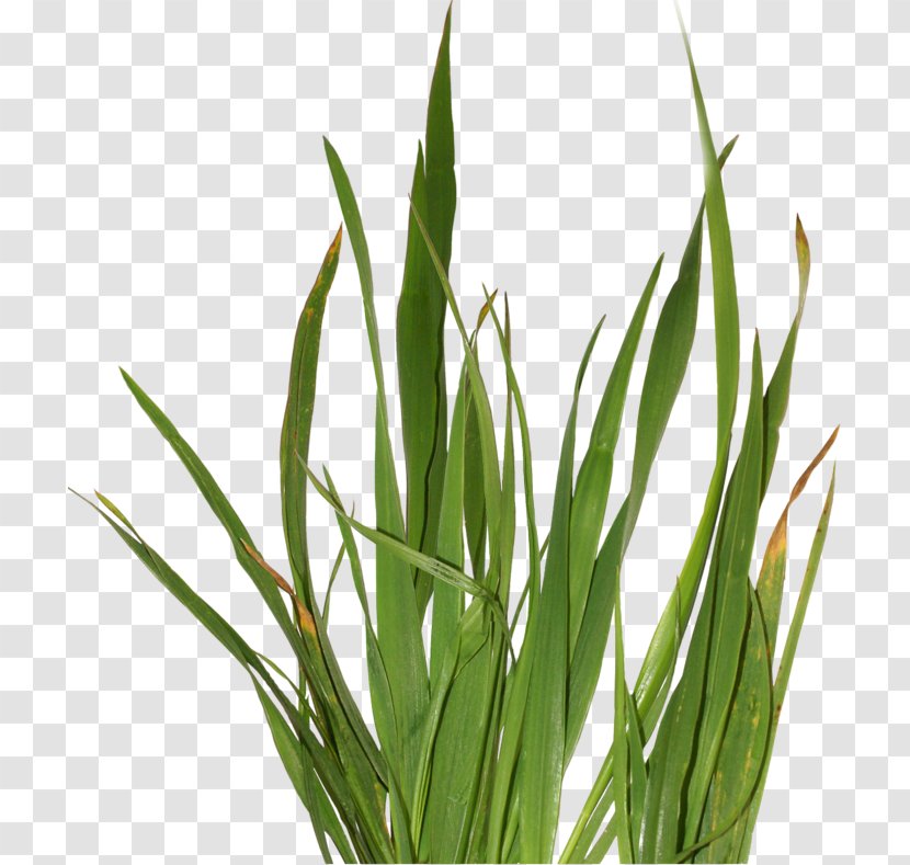 Clip Art Herbaceous Plant Sweet Grass - Centerblog Transparent PNG