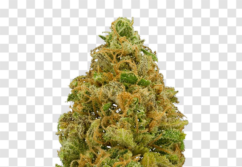 Cannabis Hemp - Tree Transparent PNG