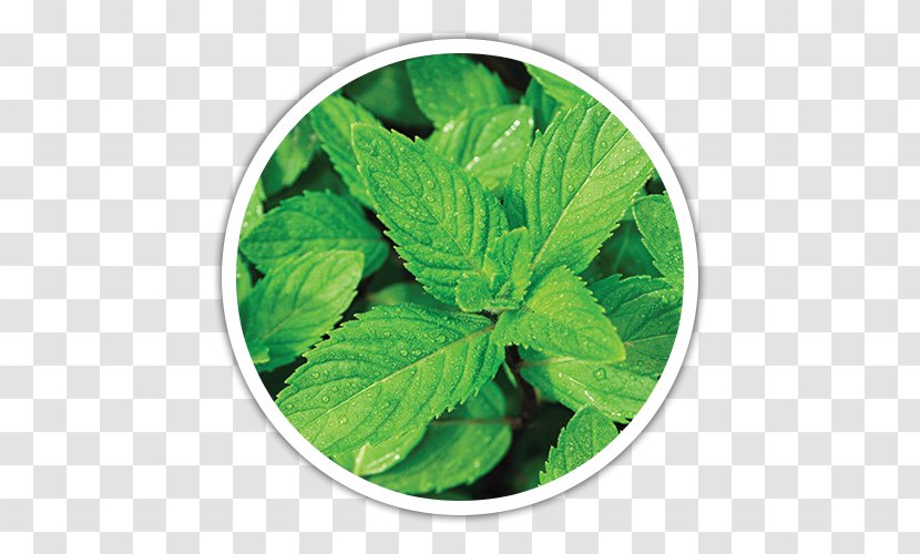 Mentha Spicata Peppermint Flavor Mints Nanaminze - Herbal Tea Transparent PNG