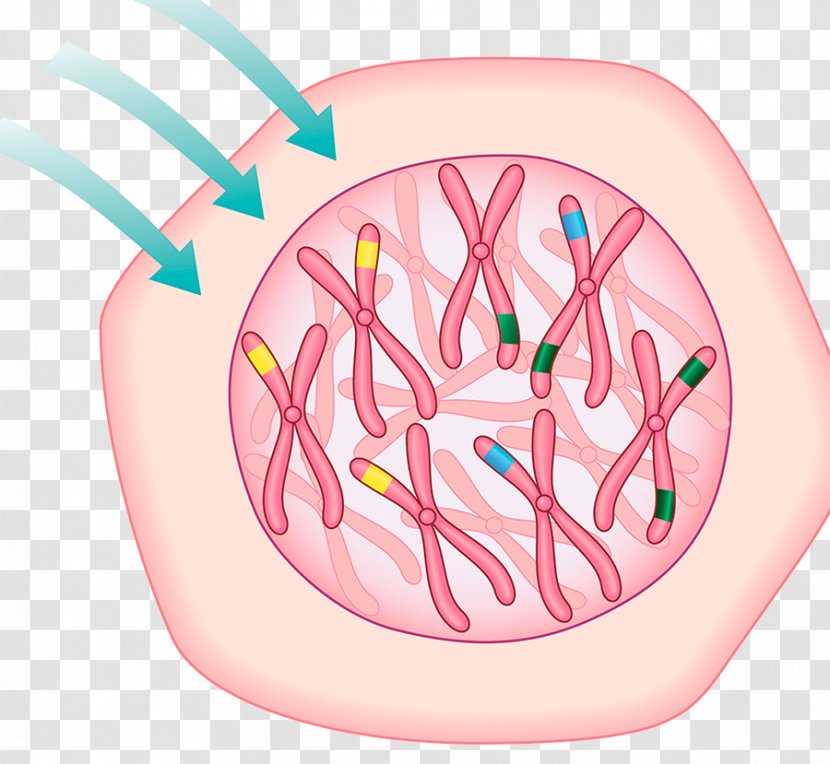Cell Carcinogen Chromosome Drawing Illustration - Flower - Fertilized Egg Effect Map Transparent PNG