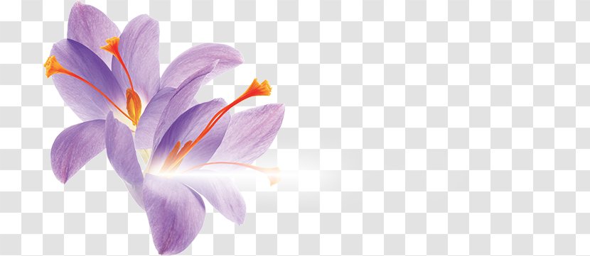 Cushion Petal Leaf Orange - Spring - Saffron Flower Transparent PNG