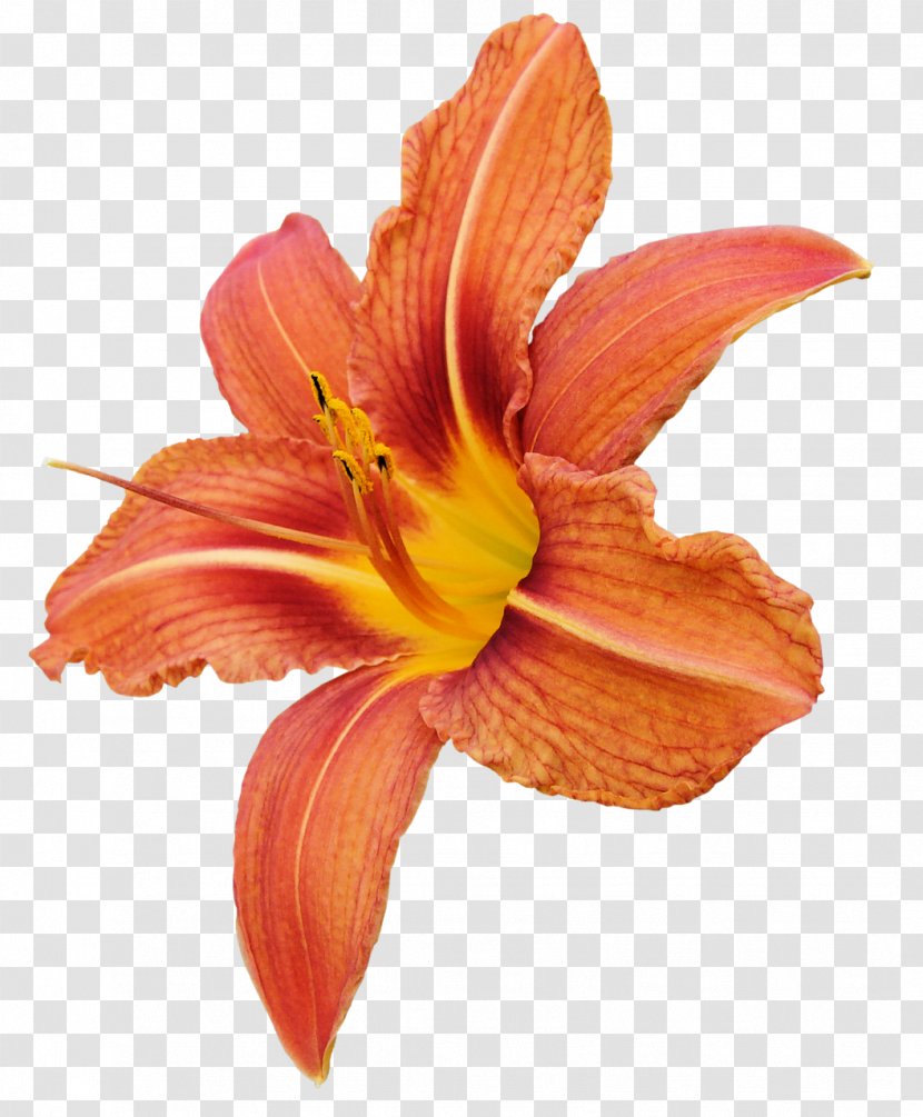 Cut Flowers Lilium Orange Petal - Lily Transparent PNG