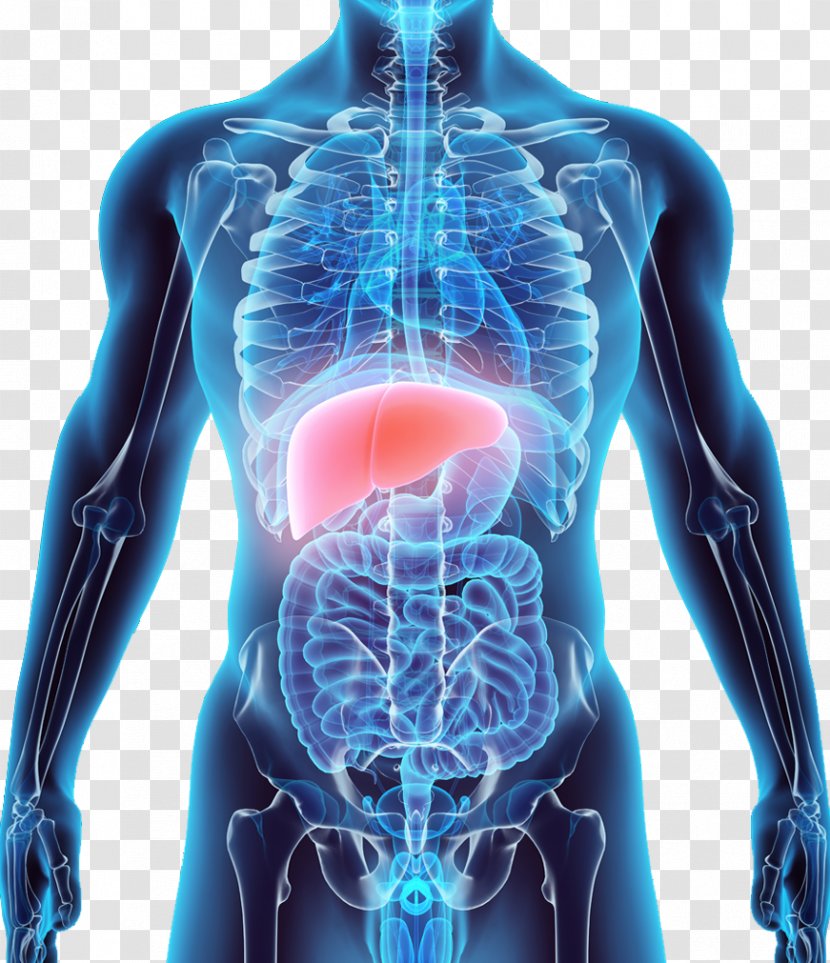 Liver Stock Photography Anatomy Human Body - Watercolor Transparent PNG