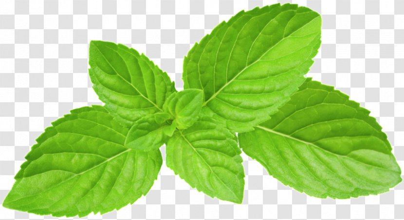 Leaf Plant Herb Flower Mint - Spearmint Peppermint Transparent PNG