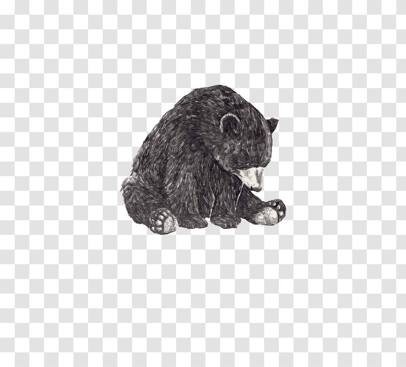 American Black Bear Polar Grizzly Drawing - Fur - Tatto Head Transparent PNG