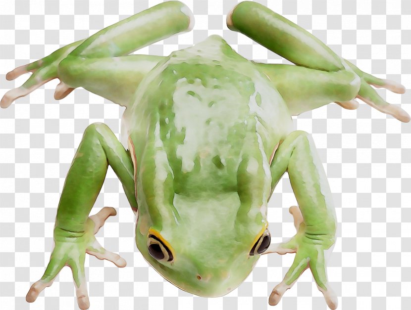 Tree Frog True Toad - Organism Transparent PNG