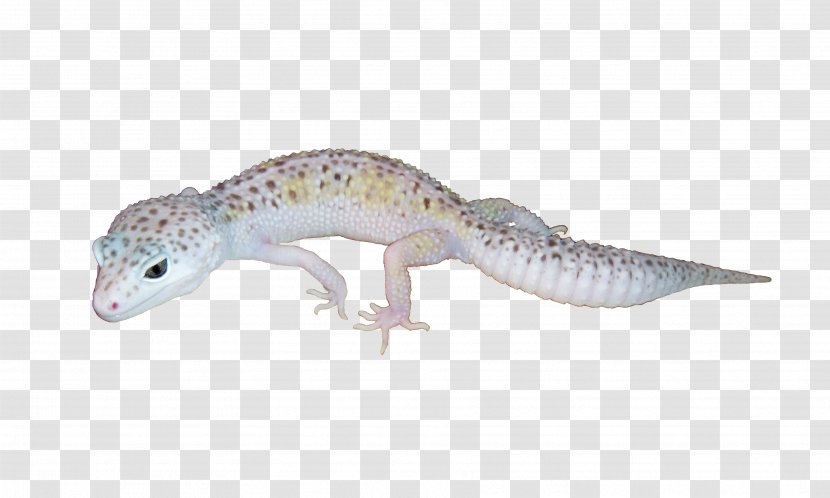 Leopard Geckos Reptile Lizard Transparent PNG
