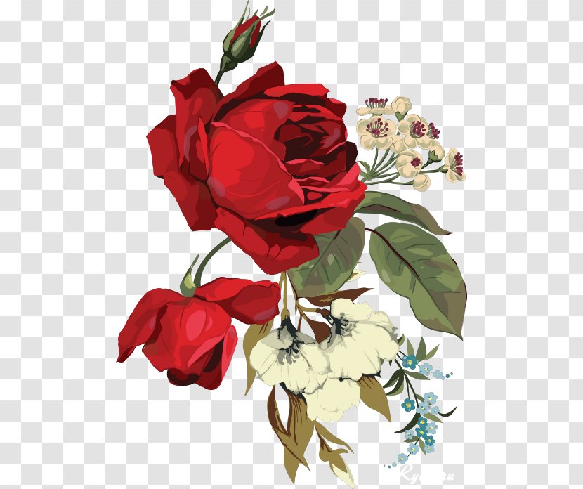 Garden Roses Cut Flowers Centifolia - Rosa - Beautiful Invitation Transparent PNG