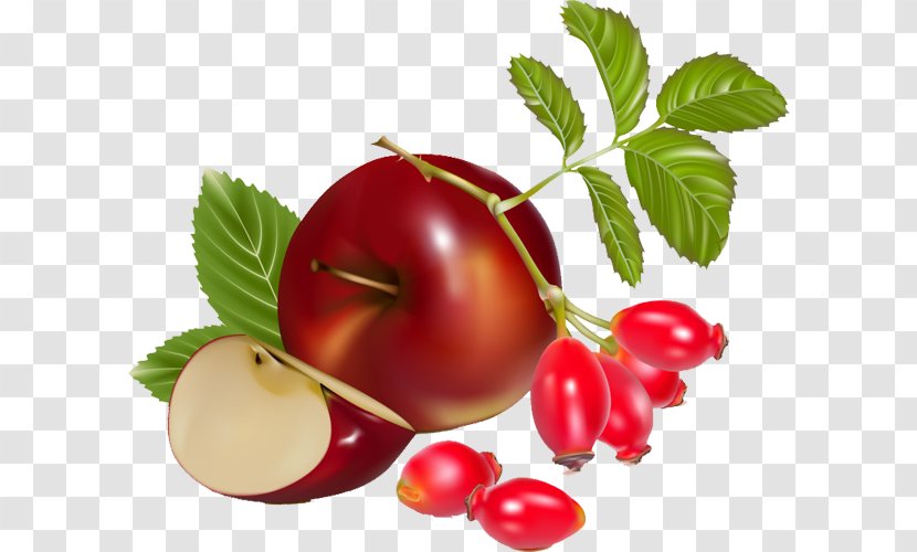 Tomato Euclidean Vector Rose Hip Illustration - Superfood - Tomatoes And Apples Transparent PNG