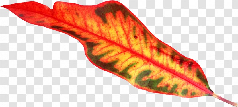 Petal Leaf Plant Chloroplast Vascular Bundle Transparent PNG