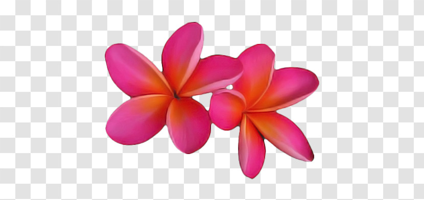 Cut Flowers Petal Flower Transparent PNG