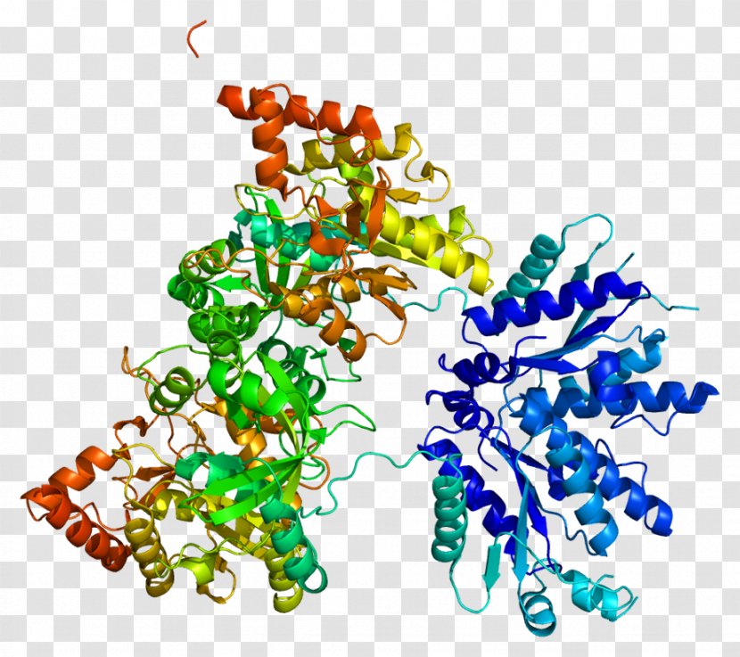 PAPSS1 3'-Phosphoadenosine-5'-phosphosulfate Gene Protein GLYCAM1 - Tree Transparent PNG