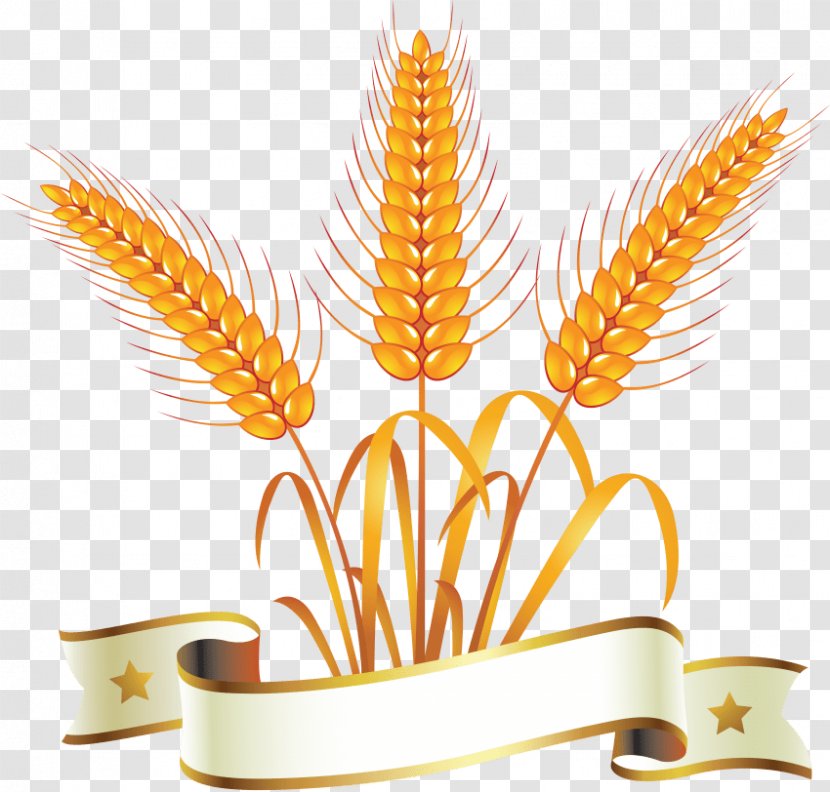 Clip Art Wheat Vector Graphics - Plant Transparent PNG