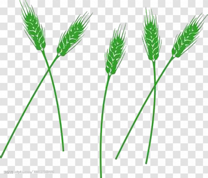 Wheatgrass Grasses - Green Barley Transparent PNG