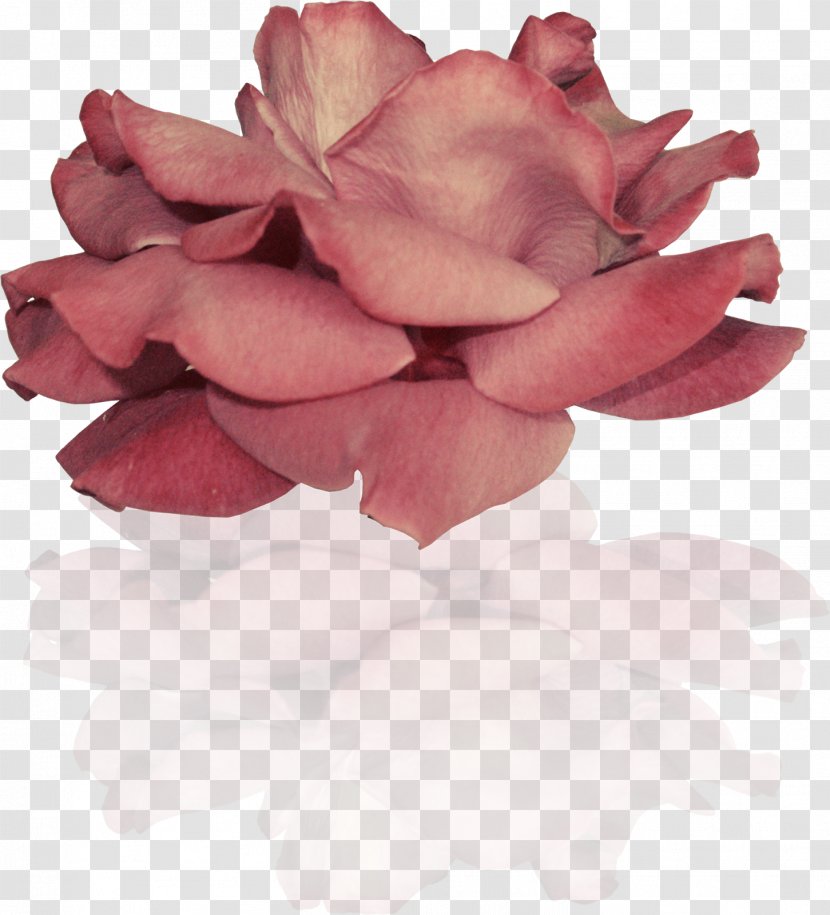 Garden Roses Flower Clip Art Petal - Hybrid Tea Rose Transparent PNG