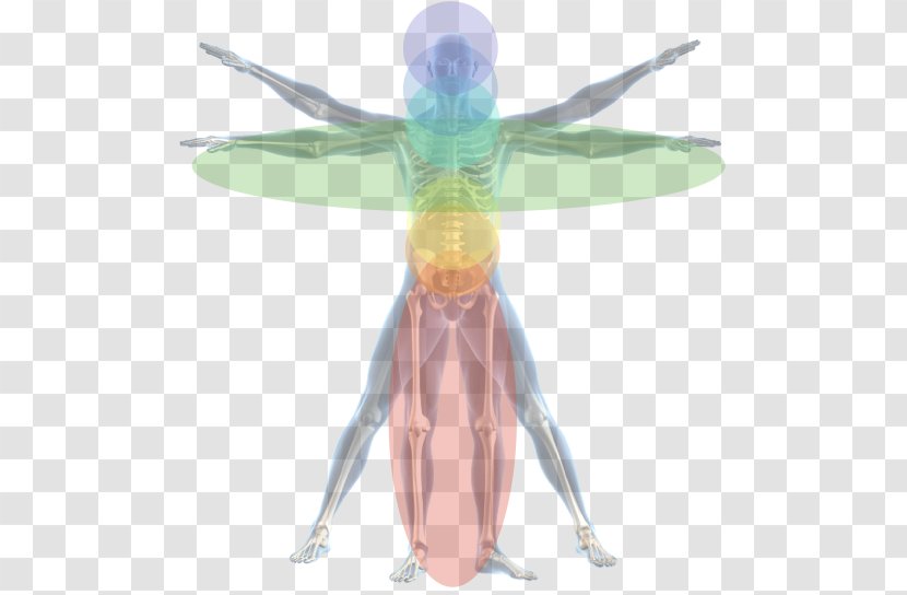 Orthopedic Surgery Physician Surgeon Medicine - Spinal Disc Herniation - Wing Transparent PNG