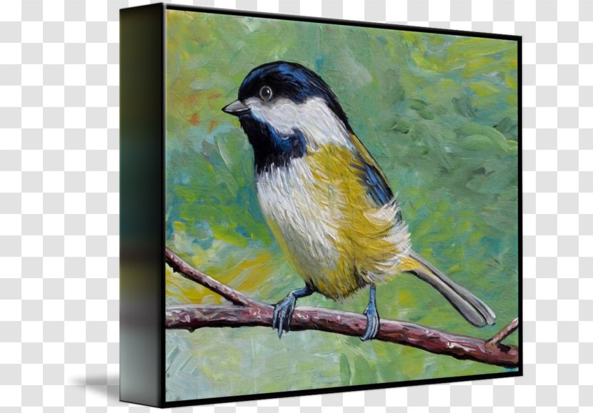 Finches American Sparrows Painting Beak Fauna - Feather Transparent PNG