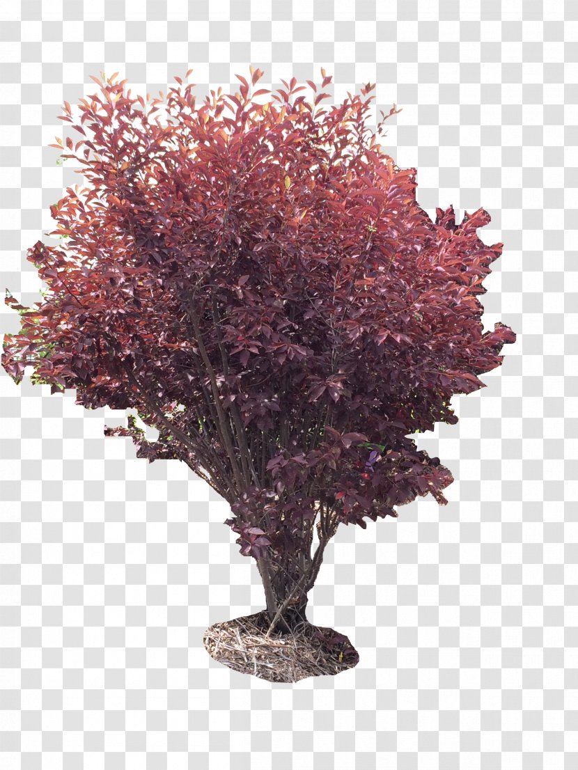 Tree Houseplant Shrub Purple - Branch - Flowers Shading Transparent PNG