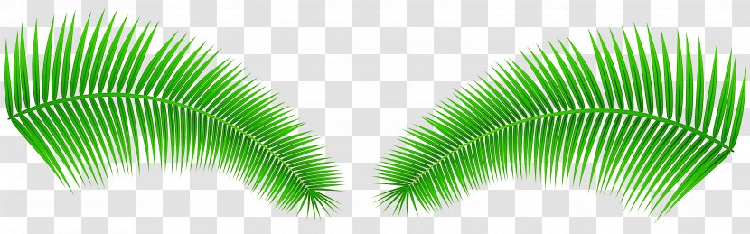 Green Leaf Plant Terrestrial Tree - Eyelash Transparent PNG