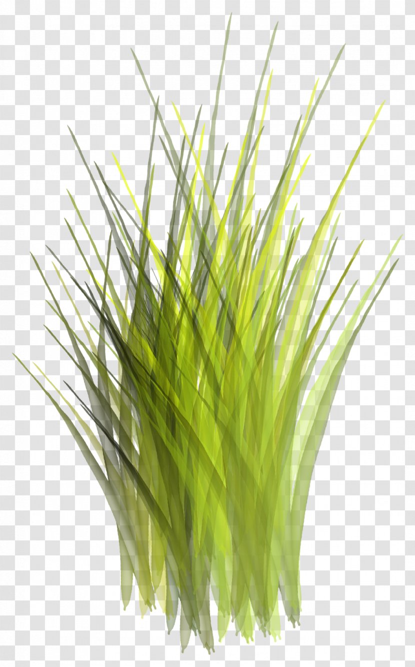 Green Google Images - Plant - Grass Transparent PNG