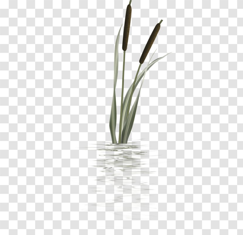 Bulrush Plants Plant Stem Flower Herbaceous - Crocus - Cattail Silhouette Cattails Transparent PNG