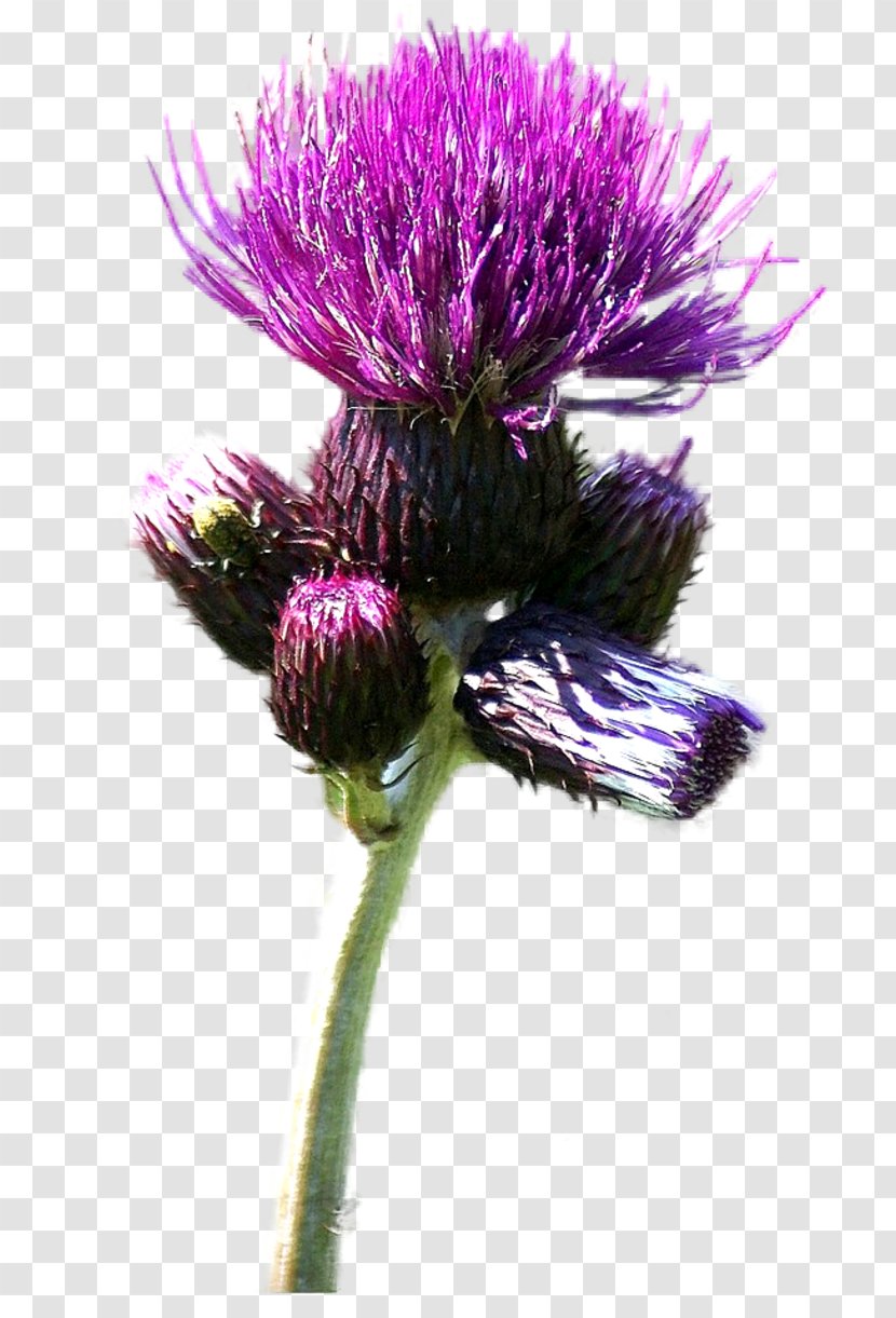 Milk Thistle Cardoon Web Browser - Violet - Nikita Transparent PNG